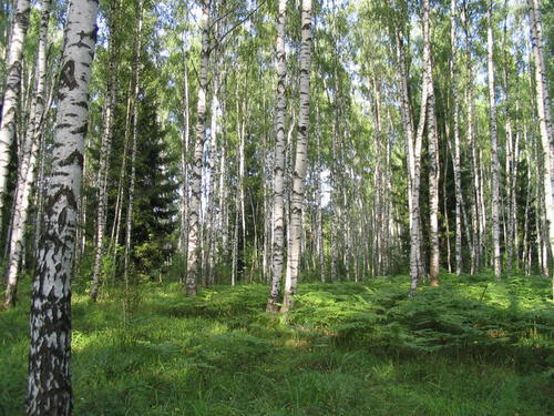 Мне б посконную рубаху Мне б посконную рубаху