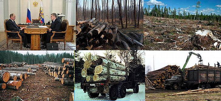 Лес рубят в России щепки летят