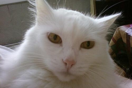Приключения Белого Кота Приключения Белого Кота