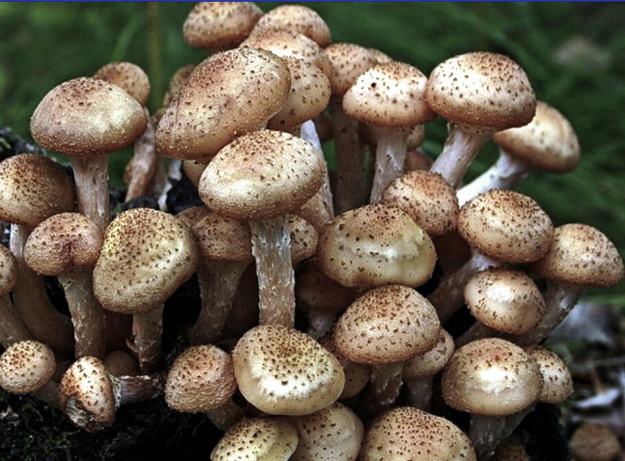 Картинки Самый конец сентября,настала пора чернотропа