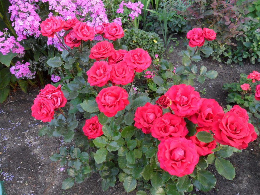 Картинки Пышные и нарядные флоксы