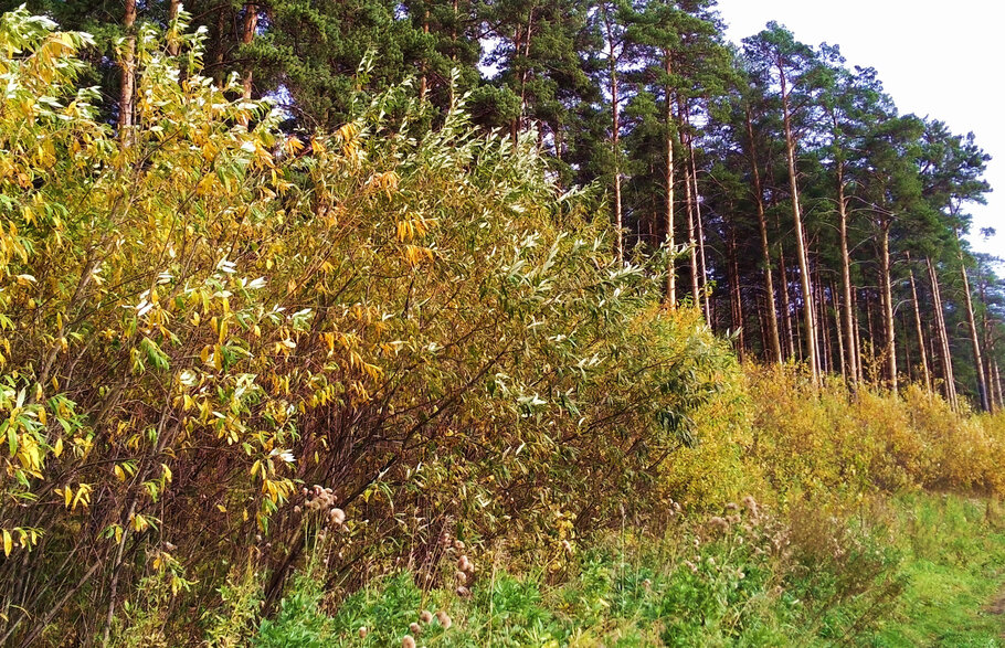 Фото В лесу в октябре