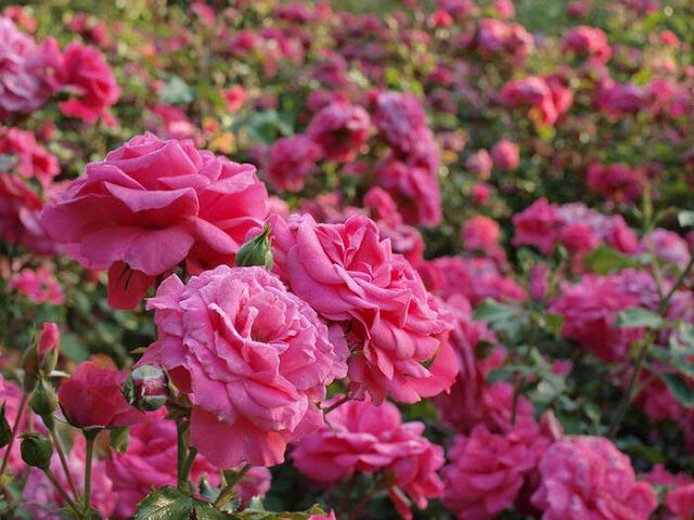 Картинки про Розы с клумб в Ореховой роще