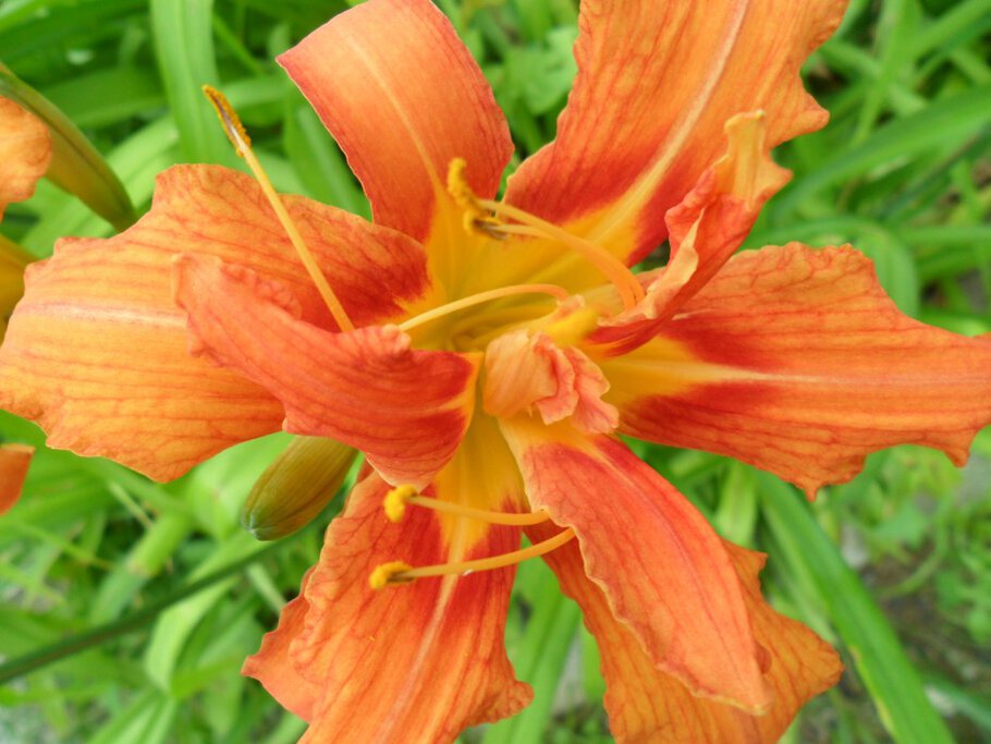 Картинки Длинноцветковые,Трубчатые,Азиатские Лилии,часть-VIII