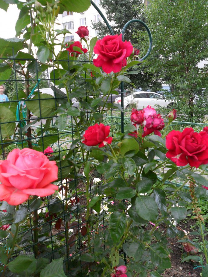 Картинки Раскидистые душистые розы