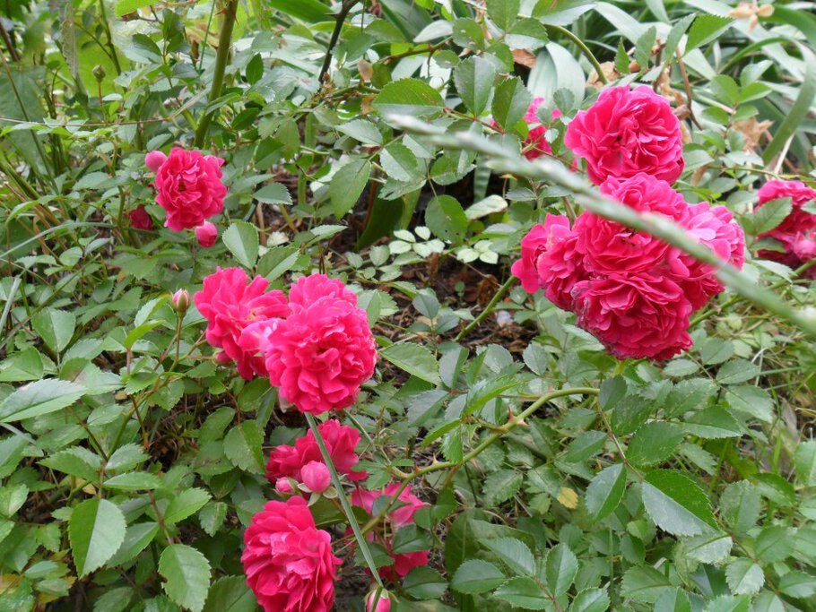 Фото Душистые чайные розы-Часть-II