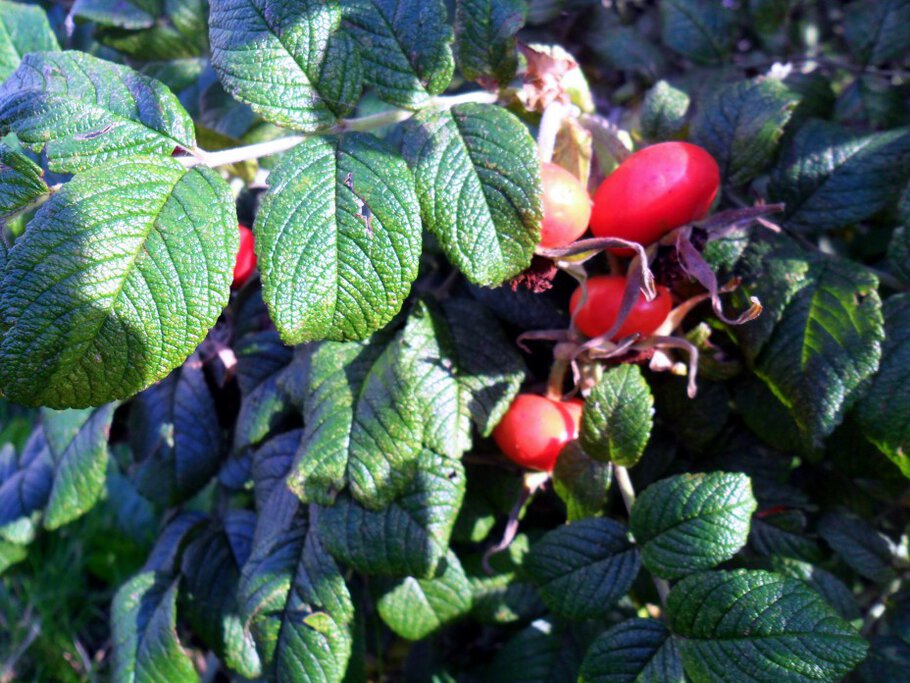 Картинки про Душистые чайные розы