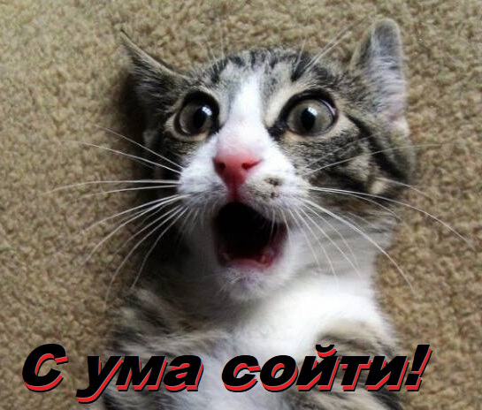 Картинки Кошечка