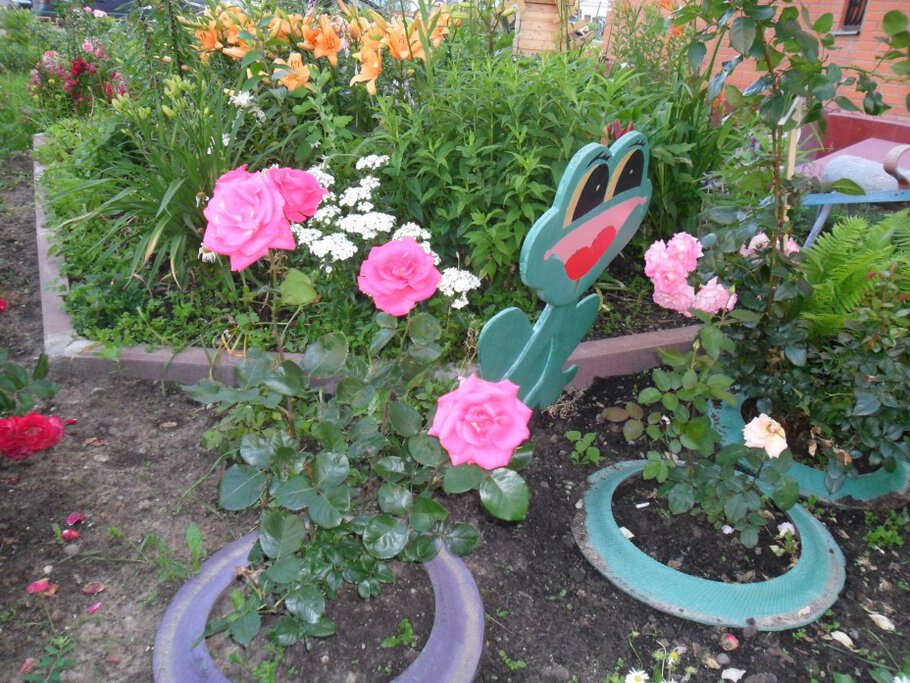 Картинки Раскидистые душистые розы