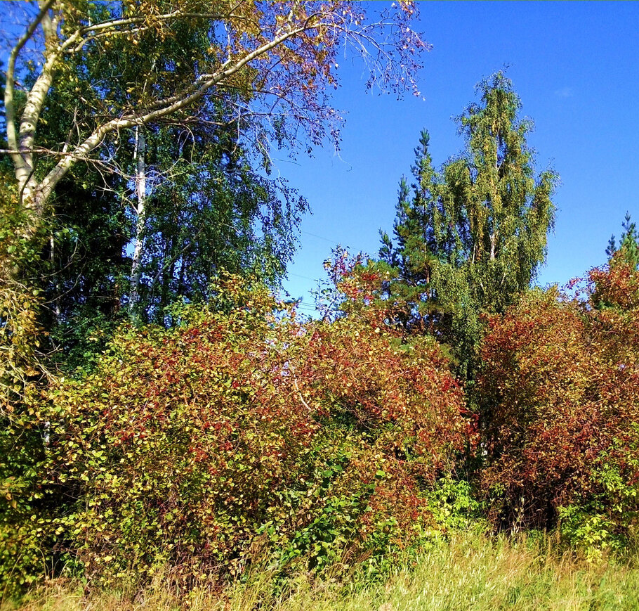 Фото про Осенний уголок