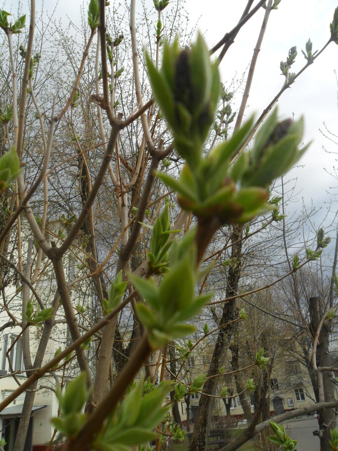 Фото про Der April,den April,was er will ?