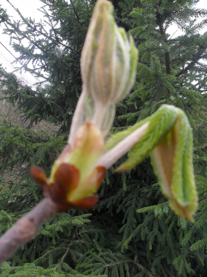 Картинки про Der April,den April,was er will ?