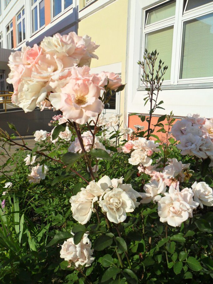 Картинки про Царственные розы