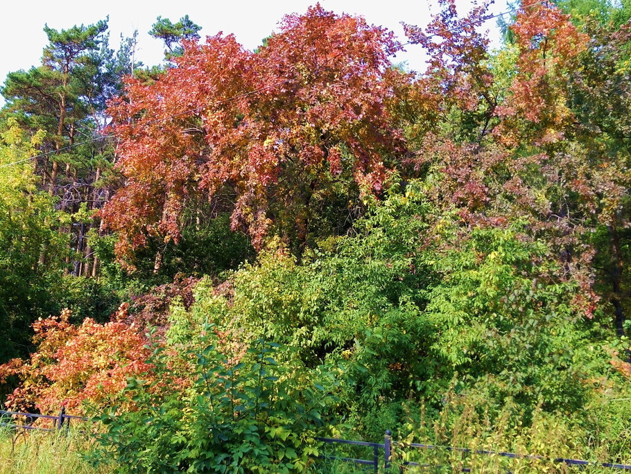 Фото На поезде по осеннему лесу