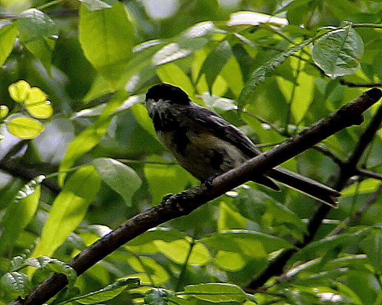 Фото Летом в лесочке
