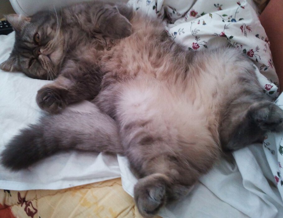 Фото про Тимофей Петрович собственной персоной