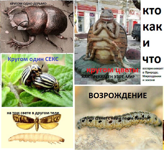 Фото Рай для насекомых