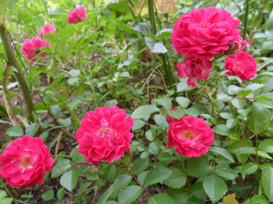 Картинки про Душистые чайные розы-Часть-II