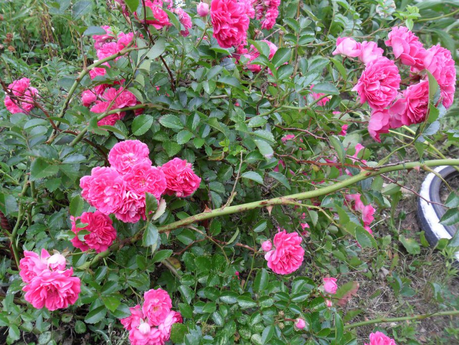 Фото про Душистые чайные розы-Часть-II