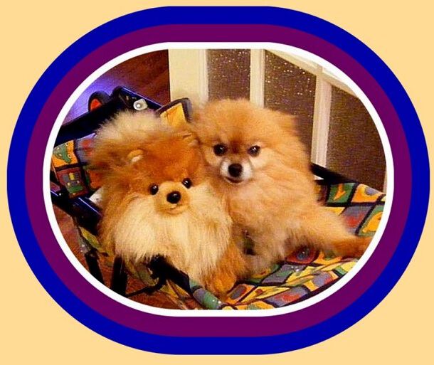 Фото про Собачка