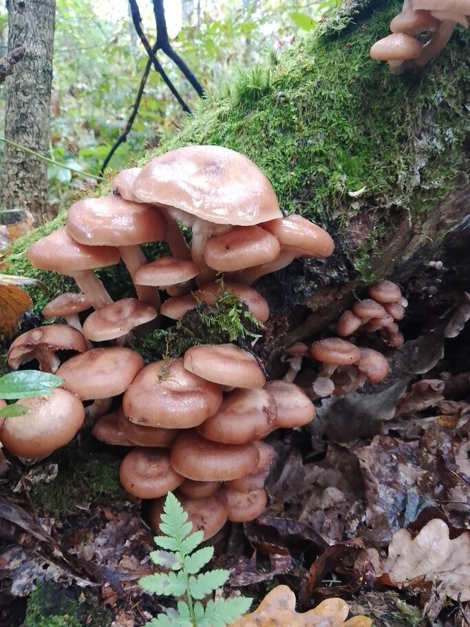 Фото Красивеет Отеческий край