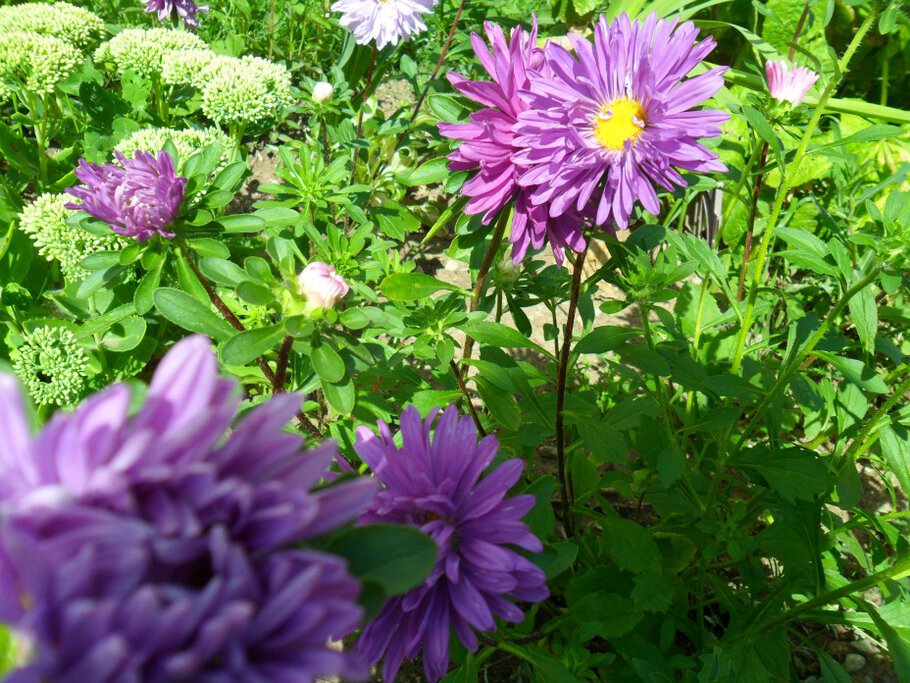 Фото Яркие сложноцветные астры и нарядные флоксы