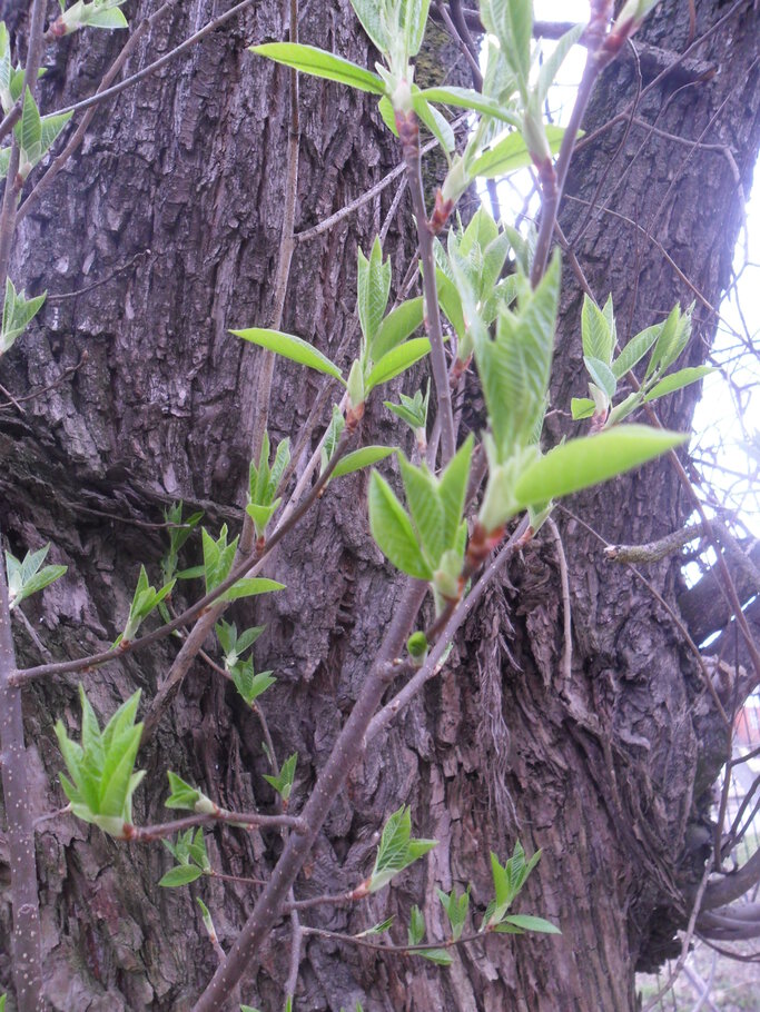 Фото Der April,den April,was er will ?