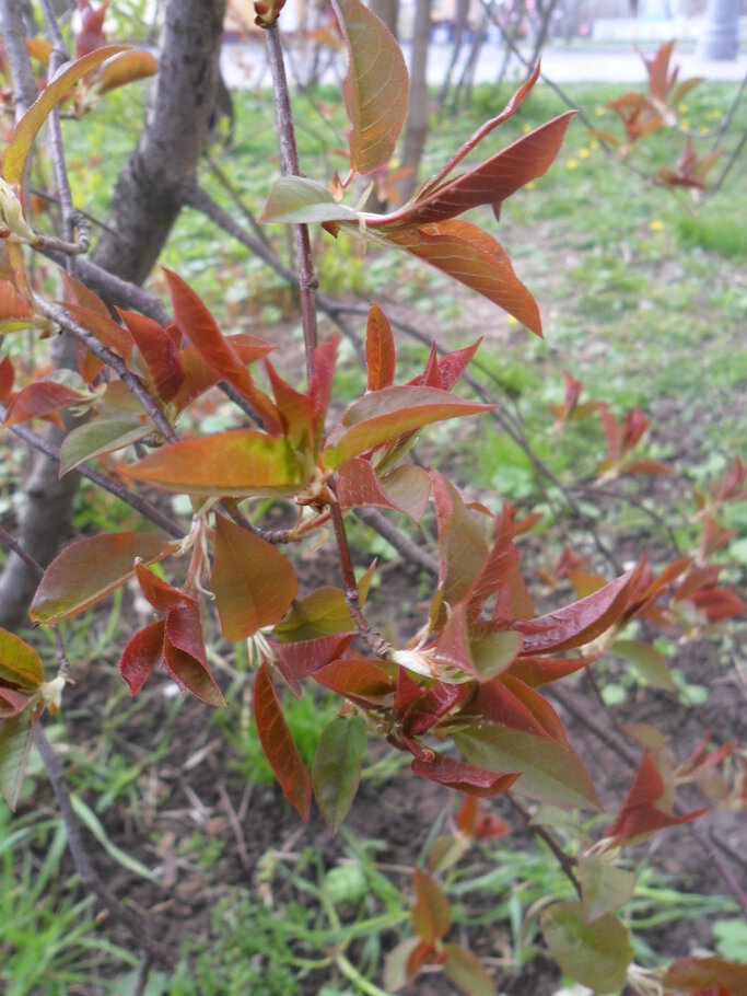 Картинки Der April,den April,was er will ?