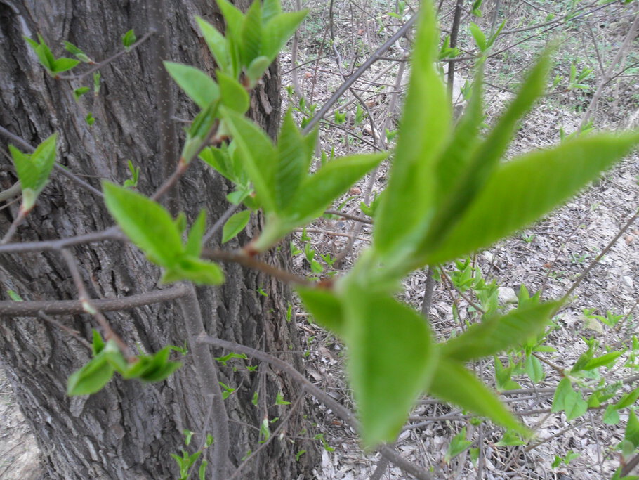 Картинки про Der April,den April,was er will ?