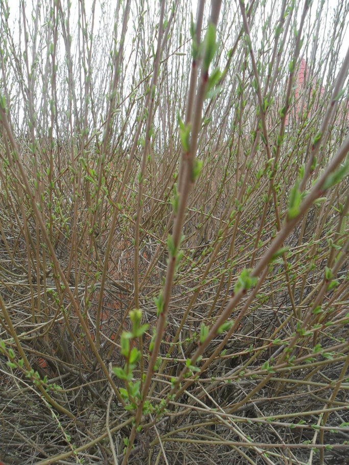 Картинки Der April,den April,was er will ?