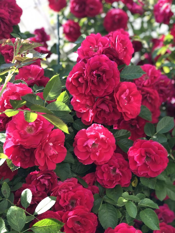 Фото Осенние дары