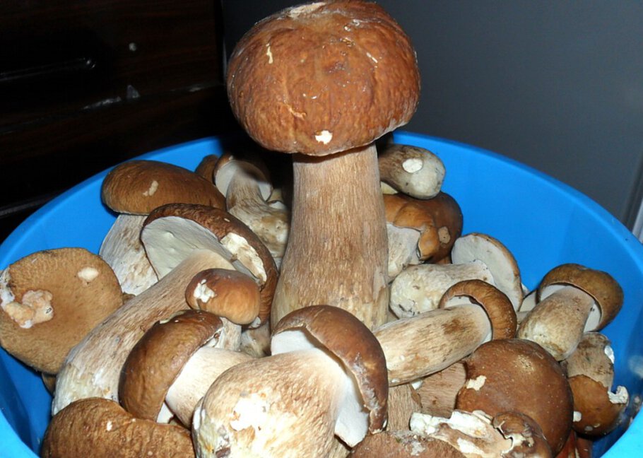 Фото С началом грибного сезона