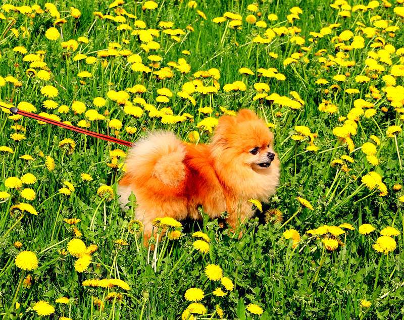 Фото Собачка