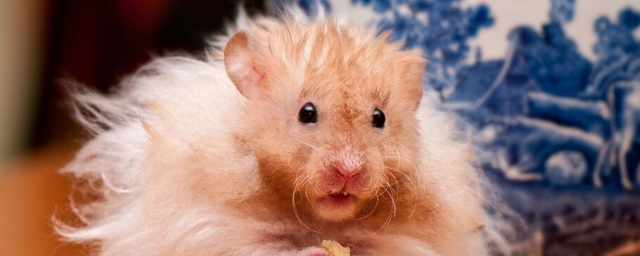 Фото Тимофей Петрович собственной персоной