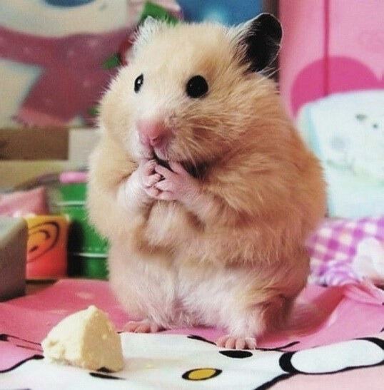 Картинки Тимофей Петрович собственной персоной