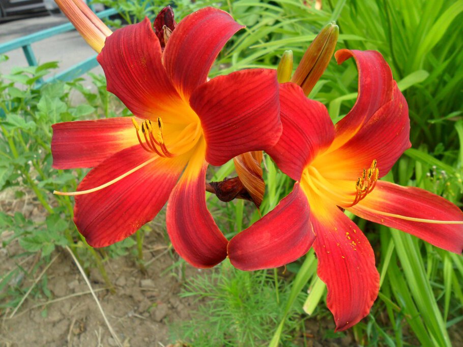 Фото Длинноцветковые,Трубчатые,Азиатские Лилии,часть-VIII