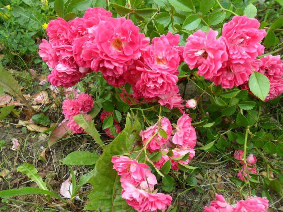 Картинки Душистые чайные розы-Часть-II