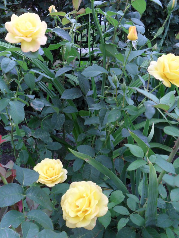 Фото про Раскидистые душистые розы