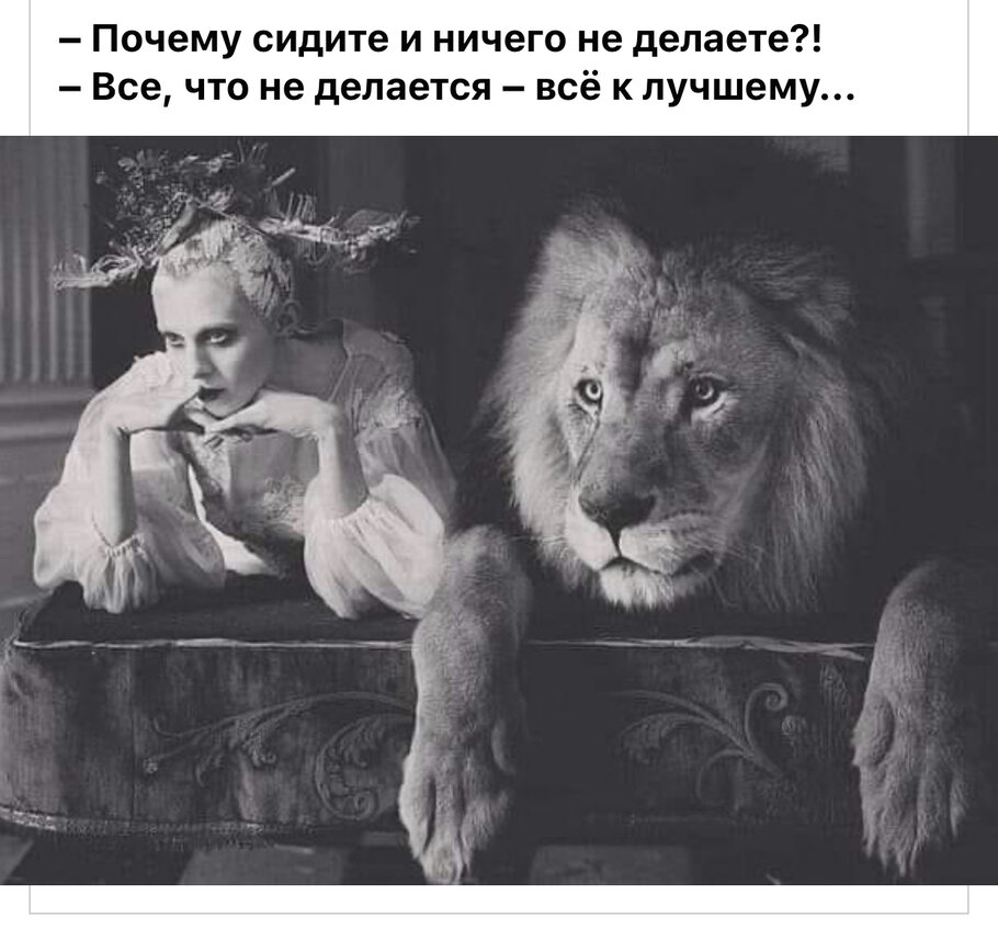 Фото Кот Амадей