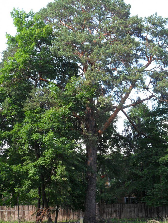 Фото В Чеховском лесу,Часть-III