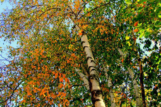 Фото Берёзок пара