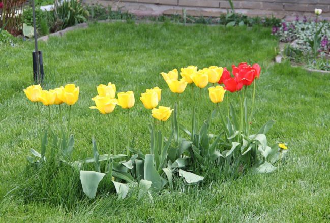 Фото В весеннем лесу