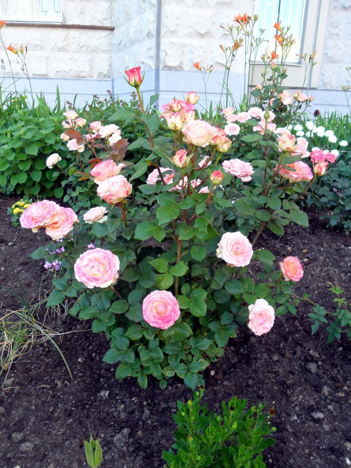 Картинки Царственные розы