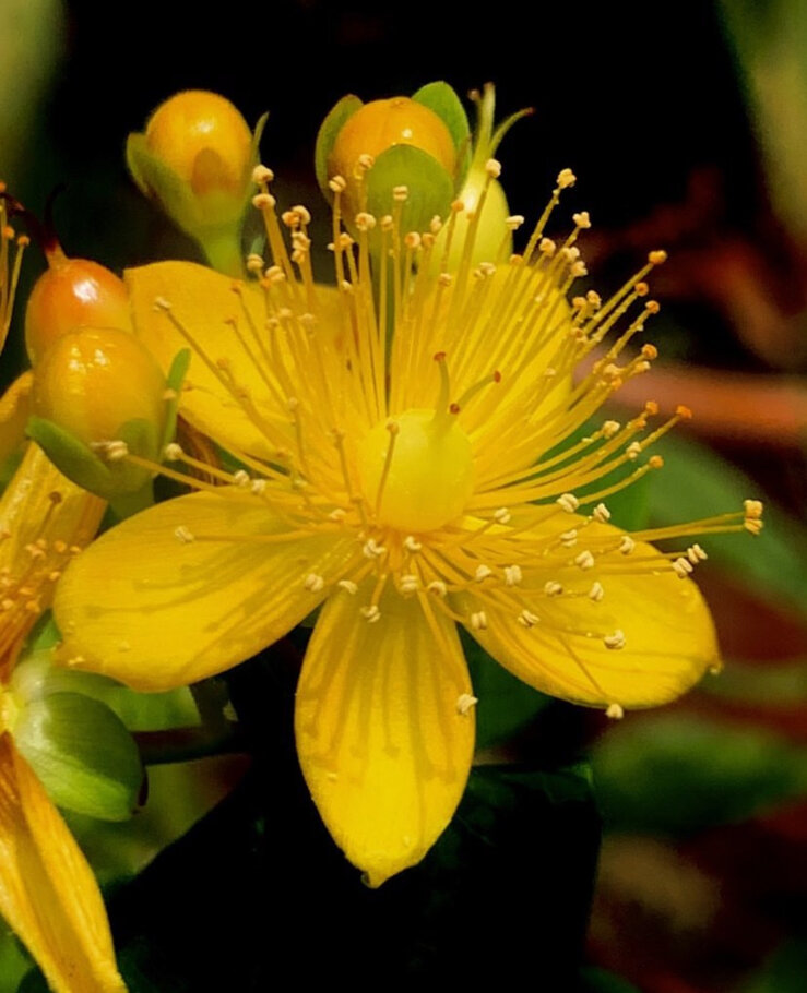 Фото Величаем Тя, Пресвятая Дево и чтим образ твой святый