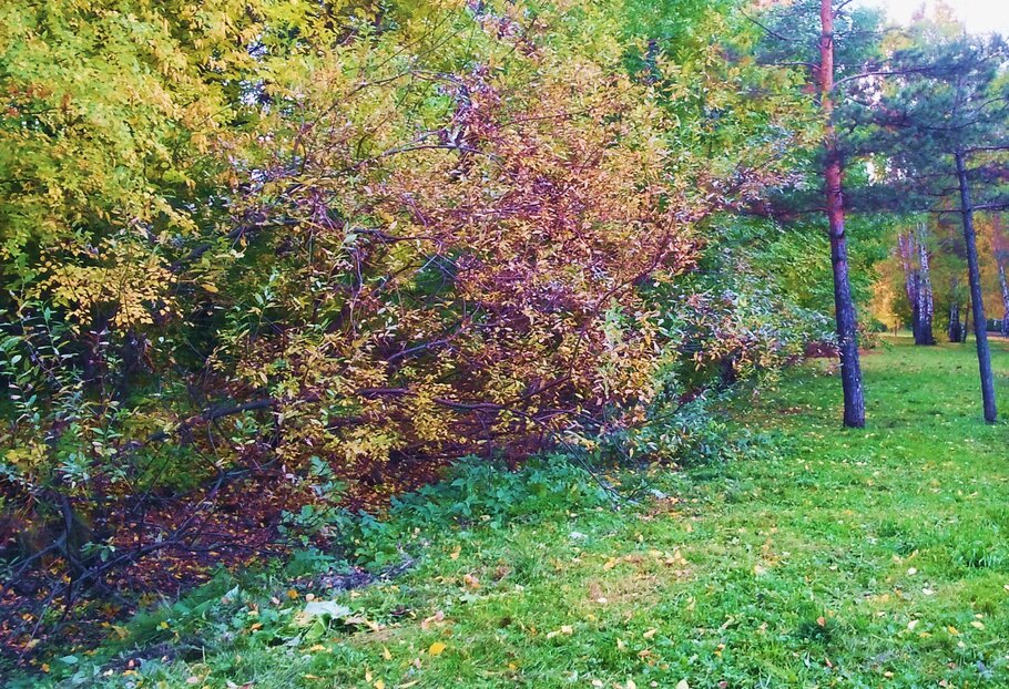 Фото В лесу в октябре