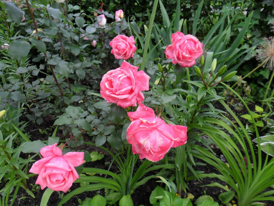 Картинки про Раскидистые душистые розы