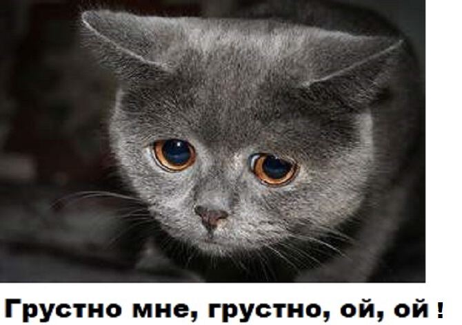 Фото про Кошечка