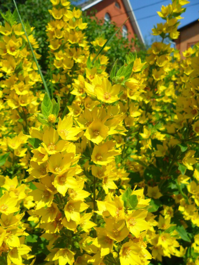 Фото В окружении красоты