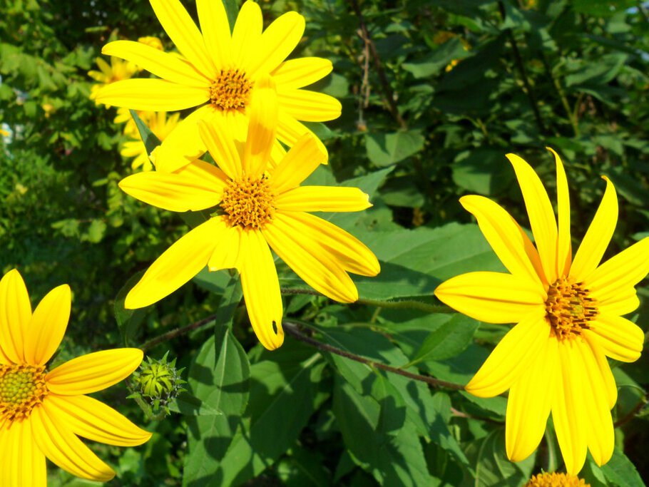 Картинки Садовые ромашки - Die Gartenkamillen,часть-III