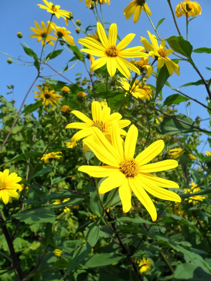 Фото Садовые ромашки - Die Gartenkamillen,часть-III